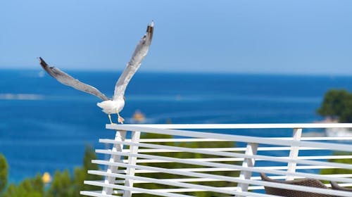 Hotel Albatros Plava Laguna - All inclusive ljeto u Poreču, Poreč, Istra, Hrvatska - 1.339 EUR - 5x noćenje u dvokrevetnoj Economy sobi za 2 osobe, All inclusive