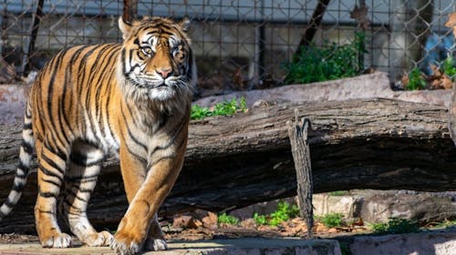 Završetak škole u Barceloni - Zoo Barcelona, Barcelona, Španjolska - 1.399 EUR - 3x noćenje u apartmanu ili hotelu za 2 odrasle osobe i 1 djete do 11,99 godina, 3x povratna avionska karta Ljubljana - Barcelona - Ljubljana