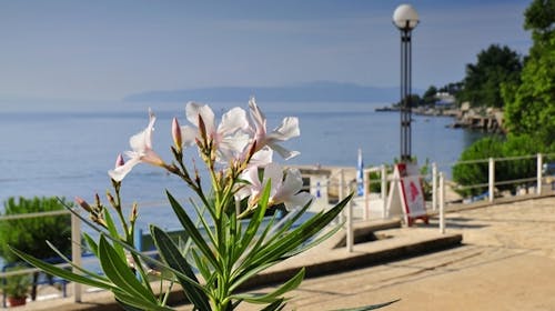 Hotel Park - Jesen u Lovranu, Lovran, Hrvatska - 222 EUR - 2x noćenje u dvokrevetnoj sobi morska strana za 2 osobe (1. dijete do 13,99 godina i 2. dijete do 2,99 godina besplatno), Polupansion (doručak i večera)